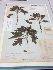A specimen (Scalesia incisa) sent back by Darwin, with annotations and drawing by Hooker.