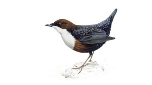 The white-throated dipper. (Credit: RSPB)