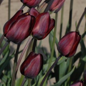 Tulipa 'Dom Pedro'.