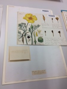 Henslow's botanical painting of Eschscholzia californica.