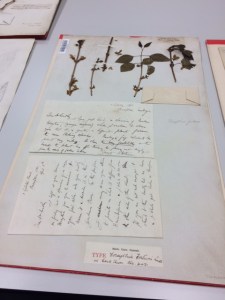 Forsythia fortunei, with the letter from Fortune attached.