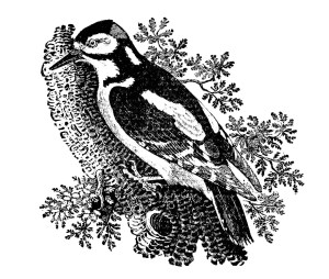 The greater spotted woodpecker.