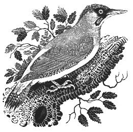 The green woodpecker.