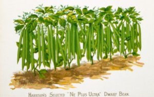 'Ne Plus Ultra', from a late ninteenth-century catalogue.