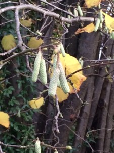 'Spring' hazel catkins.