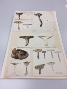 A botanical watercolour by Henslow.