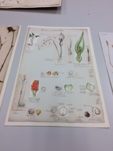 One of Henslow's teaching posters, showing Arum.