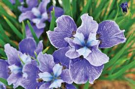 A modern Louisiana iris, showing the veining visible on Jones's portrait.