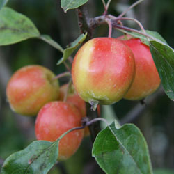 Malus 'John Downie'.
