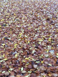 Beech leaves carpeting the grass.