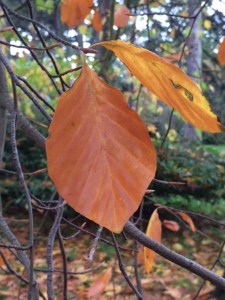Ordinary beech leaf darkening to brown.