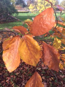 Cooper beech leaves fading to brown.