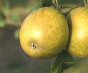 Modern lemon pippin.