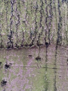 The trunk of Fagus sylvatica miltoniensis, one of Henslow's 'monsters'.
