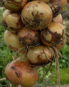 A string of modern 'Rousham Park Hero' onions.