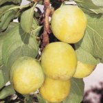 Oullins Golden Gage.