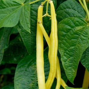 A modern waxpod variety, 'Golden Teepee'.