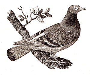 The pigeon.