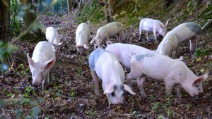 Pigs foraging for mast and acorns.