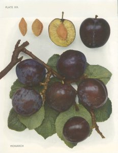 A Monarch plum displayed.