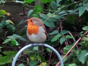 My local robin.