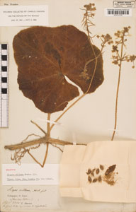 Darwin's specimen of Sicyos Villosa, then abundant, soon extinct.