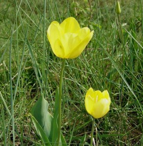 Modern Tulipa gesneriana. (Credit: Enrico Romani0