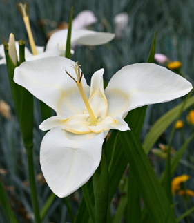 This white variety, with the faint yellow central ring, closely resembles Jones's photograph.