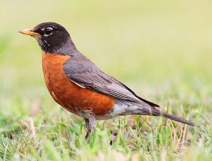 The American robin, Turdus migratorius