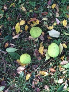 Osage orange fruits.