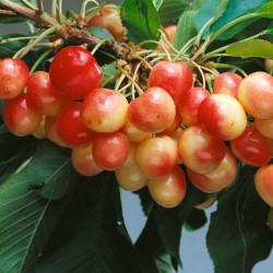 Cherry 'White Heart'.