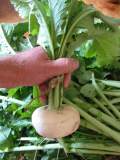 Modern 'White Milan' turnip.