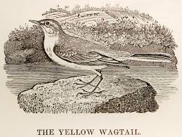 Yellow wagtail