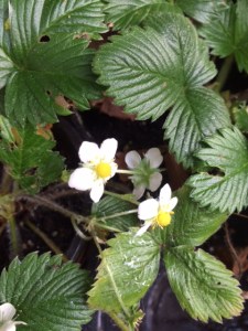 Alpine strawberries.