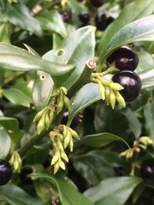 Christmas box, with last year's berries alongside this year's flowers.