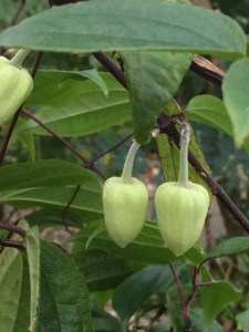 Clematis 'Winter Beauty'.