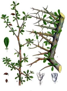Botanical drawing of the myrrh plant (from Köhler's Medizinal-Pflantzen, 1887).