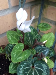 White cyclamen.
