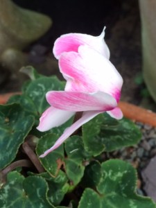 Pink cyclamen.