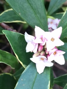 Daphne odora aureomarginata (the scent of which fills the garden).