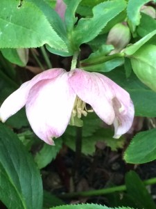 Hellebores