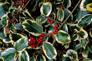 Ilex altaclerensis 'Golden King'.