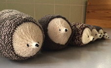 Some of the hedgehogs ...