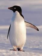 An Adélie penguin.