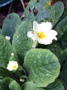 Primrose (snail-nibbled).