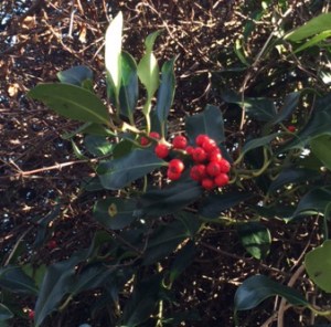 Red holly, Ilex aquifolium.