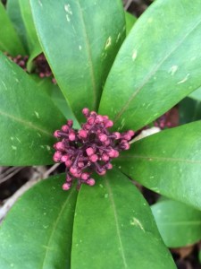 Skimmia.