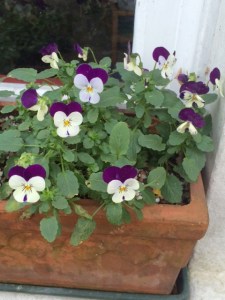 Violas.