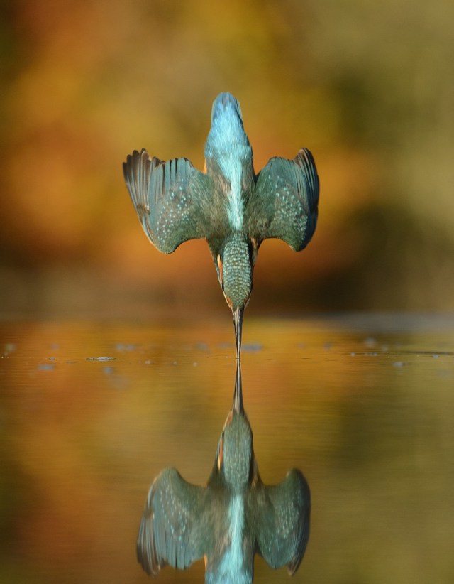 Alan McFadyen's 720,001st shot. (c) Mercuty Press.