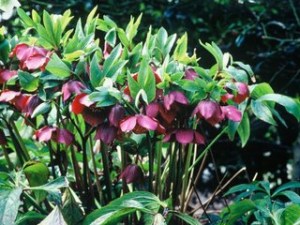 This is what I'm aiming for: Helleborus atrorubens should have masses of small, sup-shaped flowers.